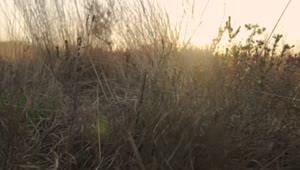 Stock Video Lake In A Savanna At Sunset Animated Wallpaper