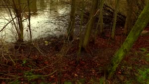Stock Video Lake In A Forest During Autumn Animated Wallpaper