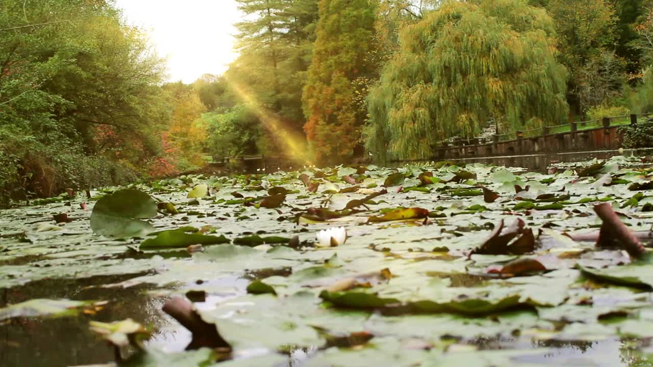 Download Stock Video Lake Covered With Leaves Of A Park In Nature Animated Wallpaper
