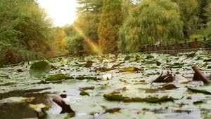 Stock Video Lake Covered With Leaves Of A Park In Nature Animated Wallpaper