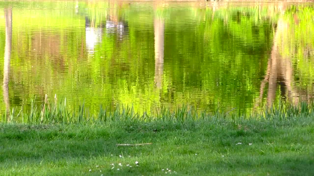 Download Stock Video Lake By The Grass In The Park Animated Wallpaper