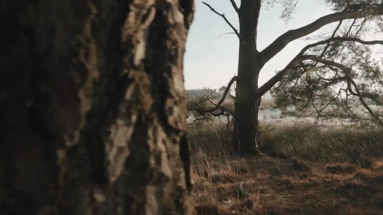 Download Stock Video Lake Behind Two Trees In A Forest Animated Wallpaper