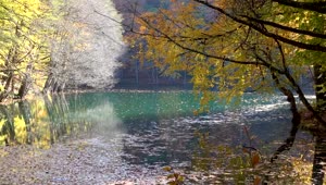 Stock Video Lake And Autumn Forest Animated Wallpaper