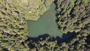 Stock Video Lake Amidst A Dense Forest From Above Animated Wallpaper