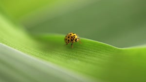 Stock Video Ladybug Standing On A Green Leaf Animated Wallpaper