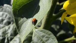 Stock Video Ladybug Sitting On A Plant Animated Wallpaper
