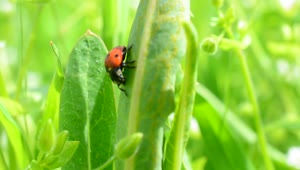 Stock Video Ladybug Sitting On A Leaf Animated Wallpaper