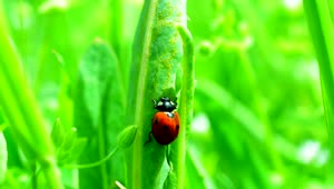Stock Video Ladybug Climbing Up Tall Grass Animated Wallpaper