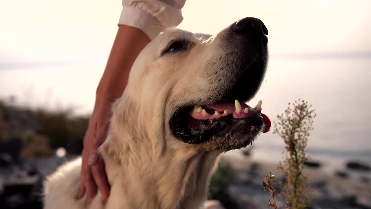 Download Stock Video Labrador Enjoying A Head Scratch Animated Wallpaper