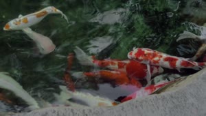 Stock Video Koi In Clear Pond Water Animated Wallpaper