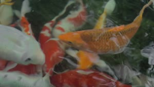Stock Video Koi In A Fishing Pond Animated Wallpaper