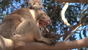 Stock Video Koala Yawning In A Tree Animated Wallpaper