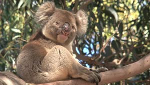 Stock Video Koala In A Tree Looking Around Him Animated Wallpaper