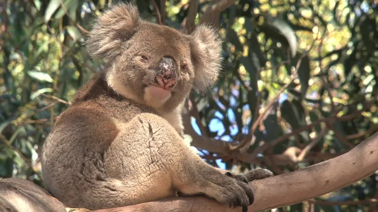 Download Stock Video Koala In A Tree Looking Around Him Animated Wallpaper