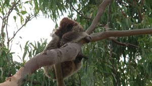 Stock Video Koala Hanging In A Tree Animated Wallpaper