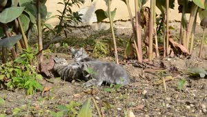 Stock Video Kittens Playing In A Garden Animated Wallpaper