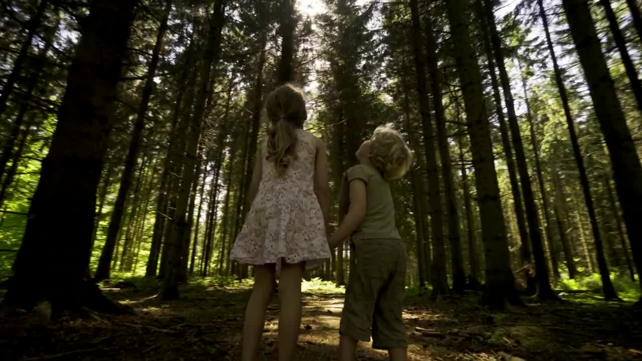 Download Stock Video Kids Looking Around A Forest Animated Wallpaper