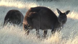 Stock Video Kangaroo Looking Up While Eating Grass In Australia Animated Wallpaper