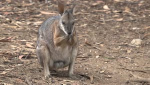 Stock Video Kangaroo Cleaning Its Nose Animated Wallpaper