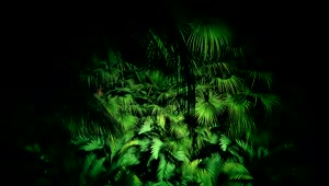 Stock Video Jungle Plants At Night Loop Video Animated Wallpaper