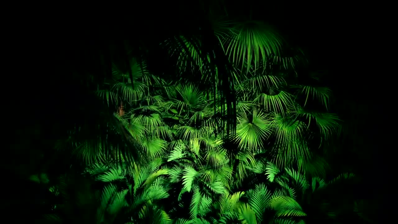 Download Stock Video Jungle Plants At Night Loop Video Animated Wallpaper