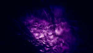 Stock Video Jungle Palm Trees With Purple Light Animated Wallpaper