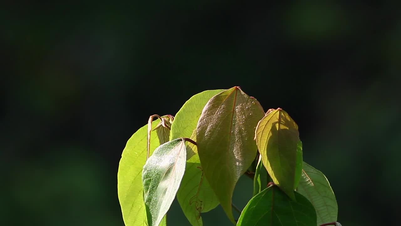 Download Stock Video Jungle Leaves In The Breeze Animated Wallpaper