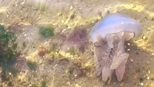 Stock Video Jellyfish Underwater In The Sand Animated Wallpaper