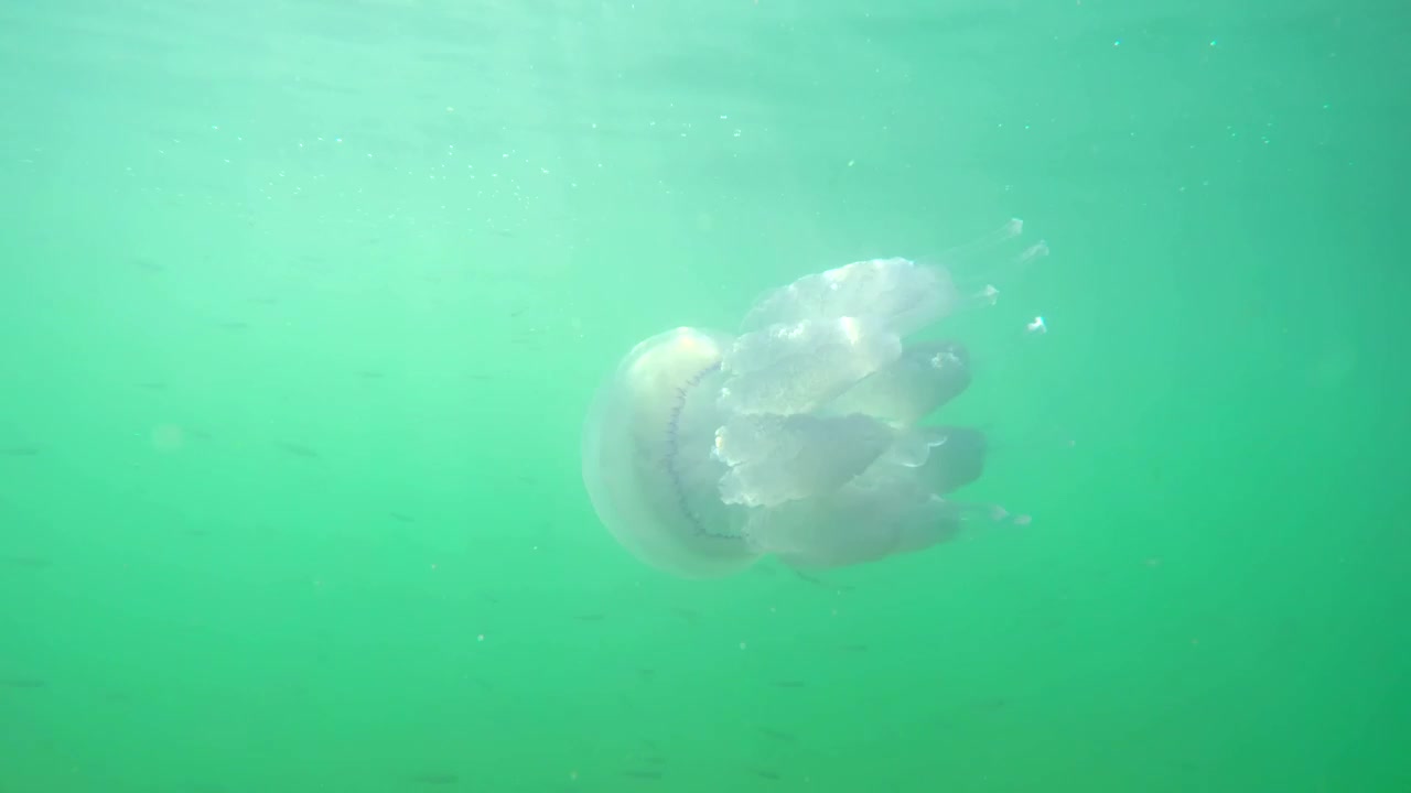 Download Stock Video Jellyfish Swimming In The Ocean Animated Wallpaper