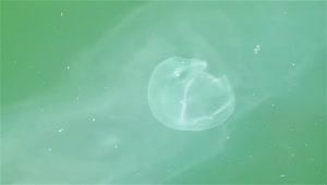 Stock Video Jellyfish Swimming In Green Water Animated Wallpaper