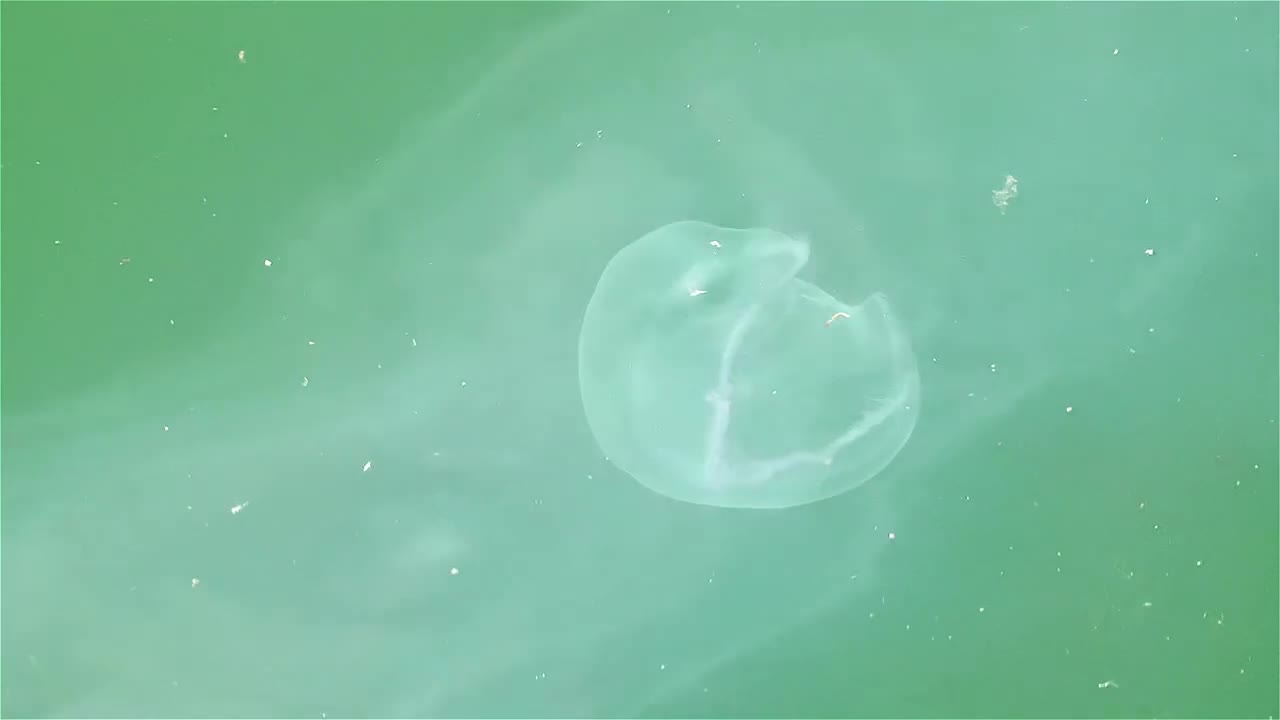 Download Stock Video Jellyfish Swimming In Green Water Animated Wallpaper