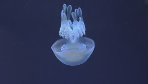 Stock Video Jellyfish Swimming Down Animated Wallpaper