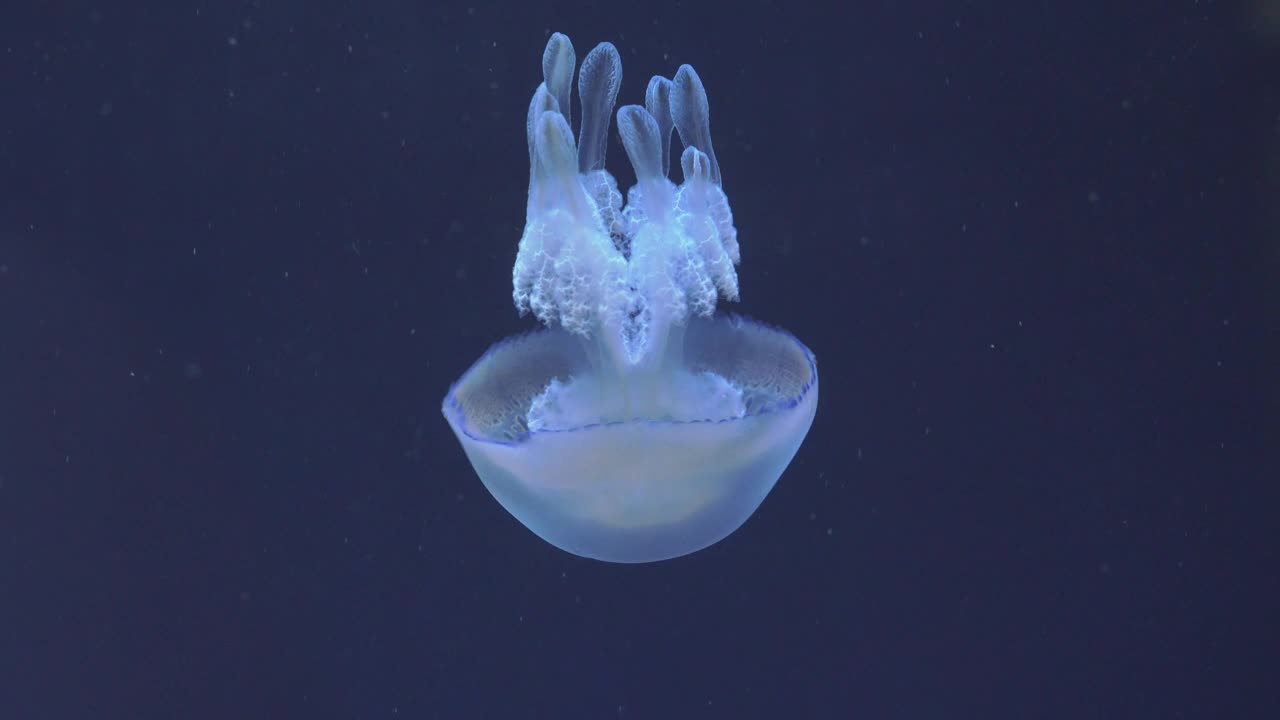Download Stock Video Jellyfish Swimming Down Animated Wallpaper