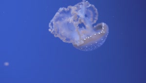 Stock Video Jellyfish Swimming Away Animated Wallpaper