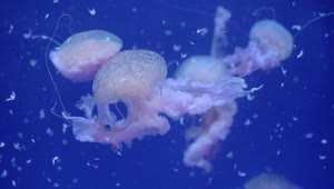 Stock Video Jellyfish Swarm Off The Coast Animated Wallpaper