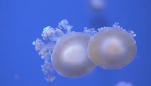 Stock Video Jellyfish Below The Surface Animated Wallpaper