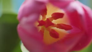 Stock Video Inside Of A Tulip Macro Close Up Animated Wallpaper