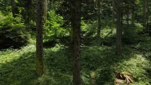 Stock Video Inside A Forest Of Tall Trees And Vegetation Animated Wallpaper