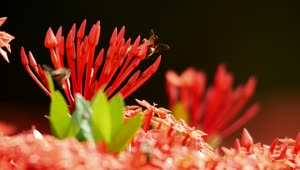 Stock Video Insects On Plants In The Sun Animated Wallpaper