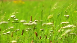Stock Video Insects Flying In Wild Flowers Animated Wallpaper