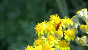 Stock Video Insect On Yellow Flowers Animated Wallpaper