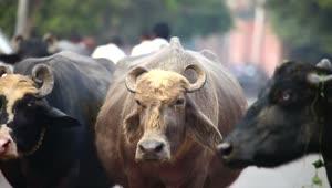 Stock Video India Bulls Walking In The City Streets Animated Wallpaper