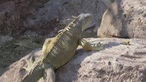 Stock Video Iguana Walking Over Warm Rocks Animated Wallpaper