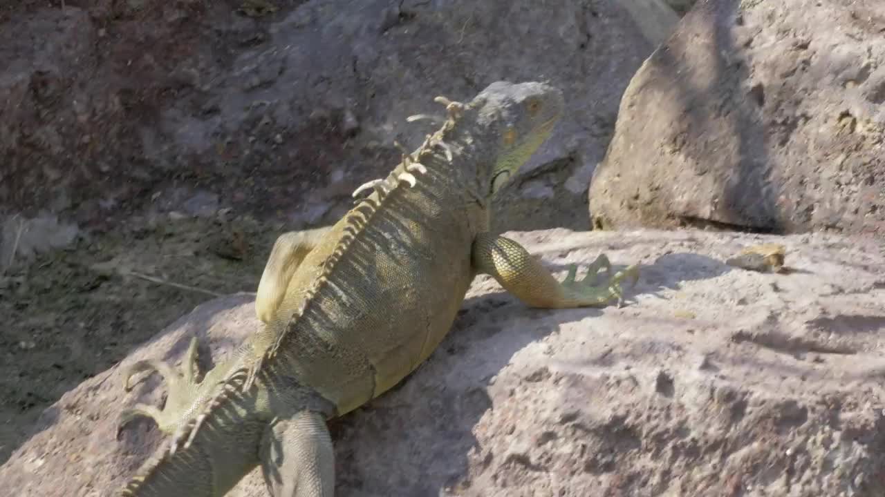 Download Stock Video Iguana Walking Over Warm Rocks Animated Wallpaper