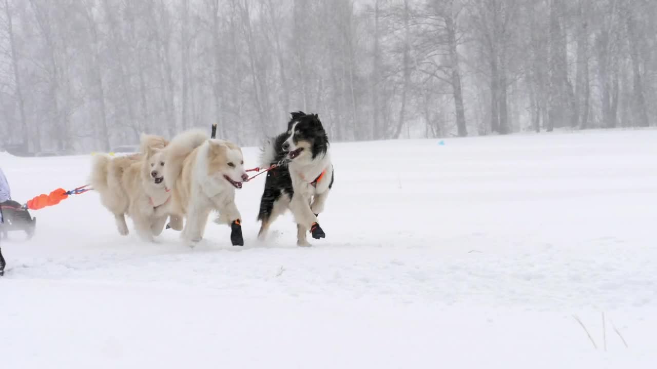Download Stock Video Husky Sled Dogs Running In Slow Motion Animated Wallpaper