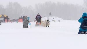 Stock Video Husky Sled Dogs Pulling In Slow Motion Animated Wallpaper