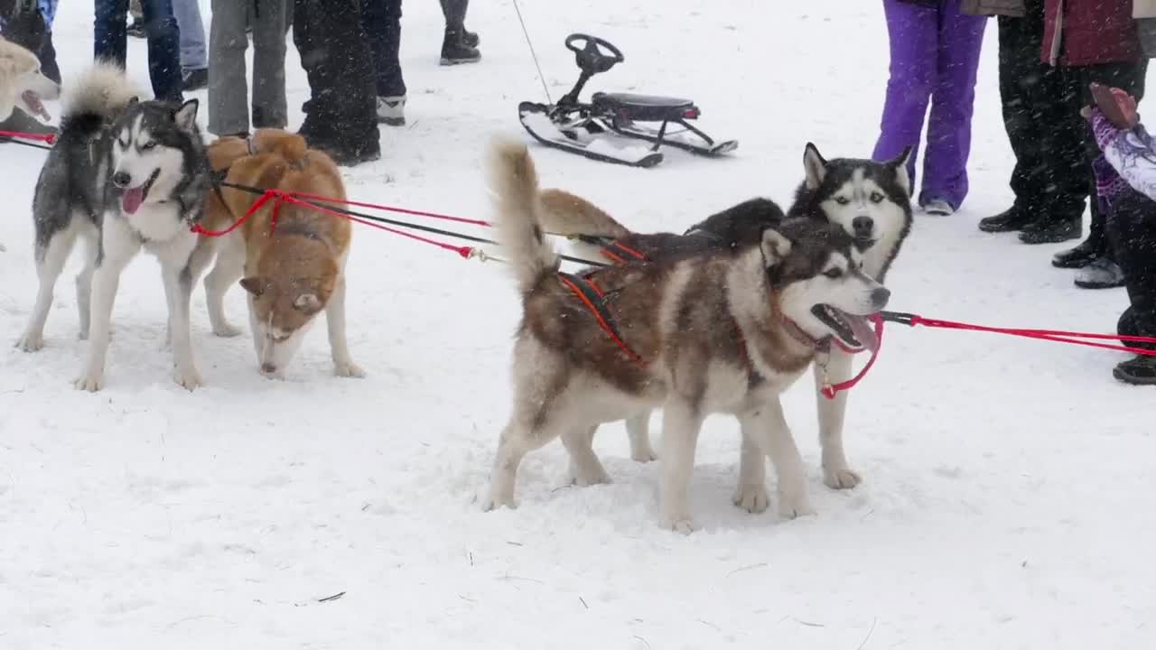 Download Stock Video Husky Sled Dogs In The Snow Animated Wallpaper