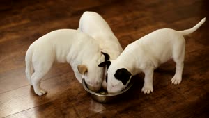 Stock Video Hungry Puppies Eating Together Animated Wallpaper