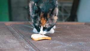 Stock Video Hungry Cat Licking A Piece Of Bread Animated Wallpaper