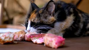 Stock Video Hungry Cat Eating Close Up Animated Wallpaper